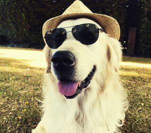 Dog wearing sunglasses