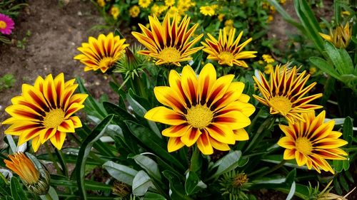 Close-up of yellow flower