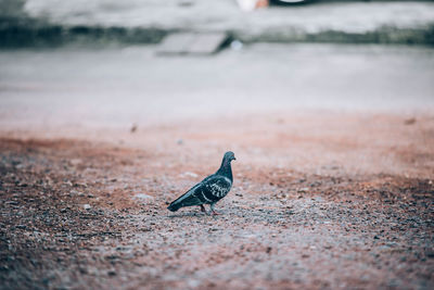 Bird perching on a land