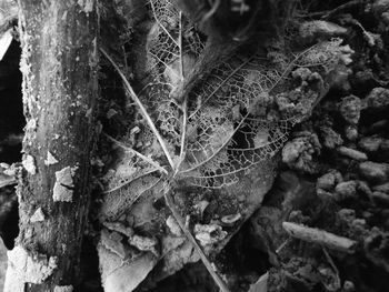 Full frame shot of leaves