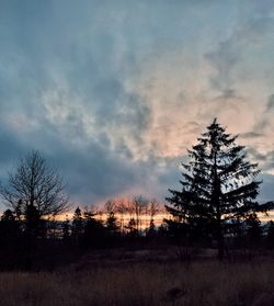 Bare trees on field against cloudy sky