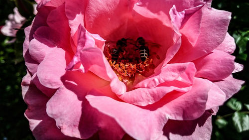 Close-up of pink rose blooming outdoors