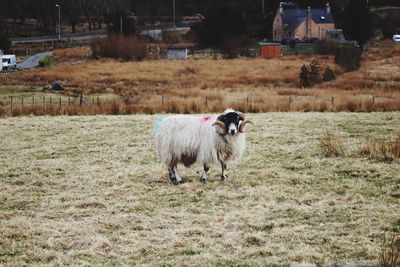 Sheep standing in a field