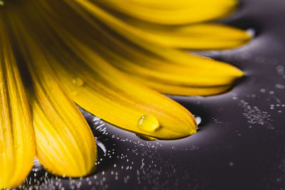 Close-up of water drops on yellow flower