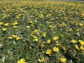 High angle view of yellow flowering plants on field