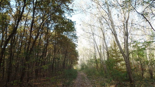 Low angle view of trees in forest against sky