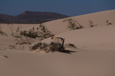 Scenic view of desert against sky