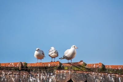 Low angle view of seagulls against clear blue sky