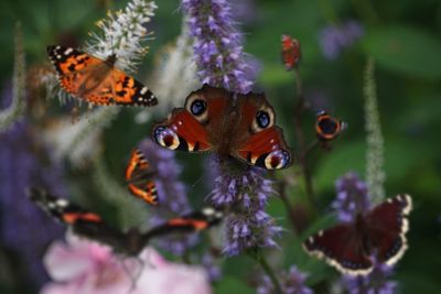 Close-up of butterfly pollinating on purple flower