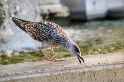 Close-up of bird perching on retaining wall