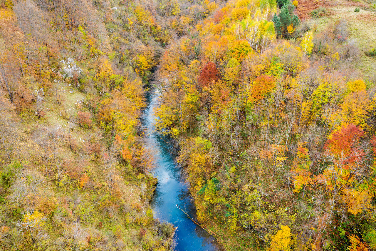 SCENIC VIEW OF RIVER AMIDST TREES IN FOREST