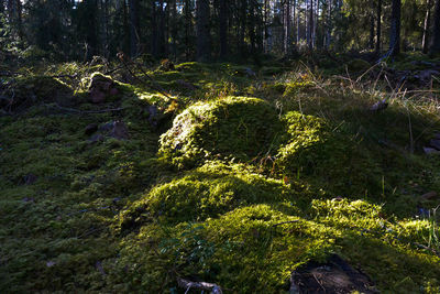 Trees in forest