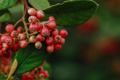 Close-up of red berries growing on tree