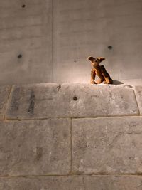 Teady bear sitting on wall