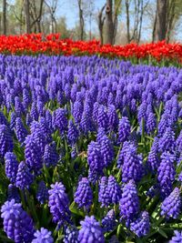 Close-up of fresh purple flowers on field