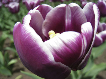 Close-up of pink tulip