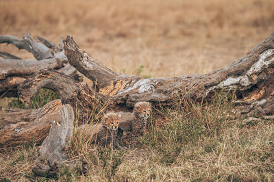 Cute cubs by driftwood