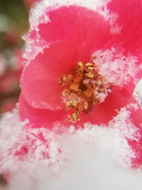 Close-up of pink rose flower