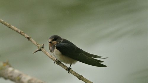 Close-up of bird perching on branch
