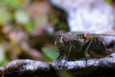 Close-up of insect on leaf