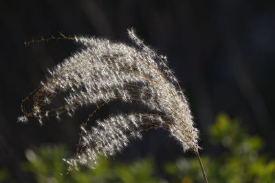 Close-up of dandelion on grass