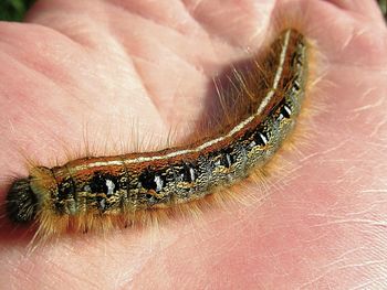 Close-up of insect on hand