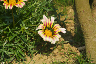 High angle view of flower on field
