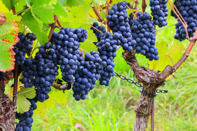 Close-up of grapes growing on tree