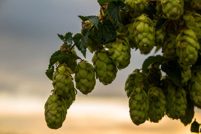Close-up of hops fruits growing on tree