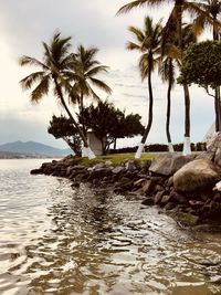 Palm trees on rock by sea against sky