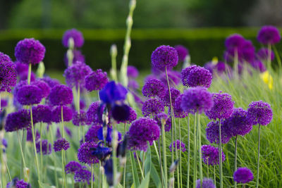 Close-up of purple flowering plants on field