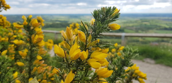 Close-up of yellow flowering plant on field