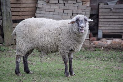 Portrait of sheep sticking out tongue while standing on field