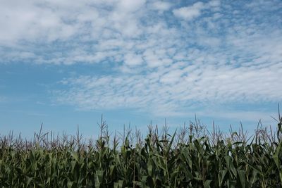 Crops growing on field against sky