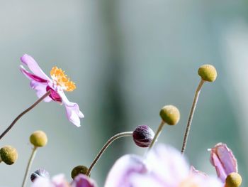 Close-up of pink flowering plant