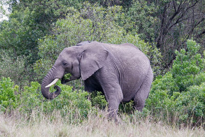 indian elephant