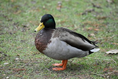 Close-up of mallard duck on field