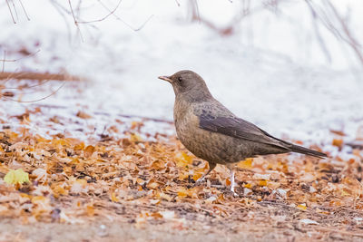 Close-up of bird perching on rock