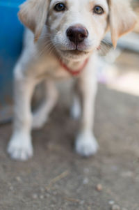 Close-up portrait of puppy