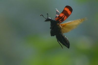 Close-up of butterfly pollinating on flower