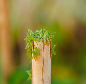 Close-up of insect on plant