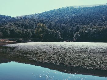 Reflection of trees in lake
