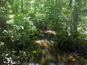 Plant growing in water