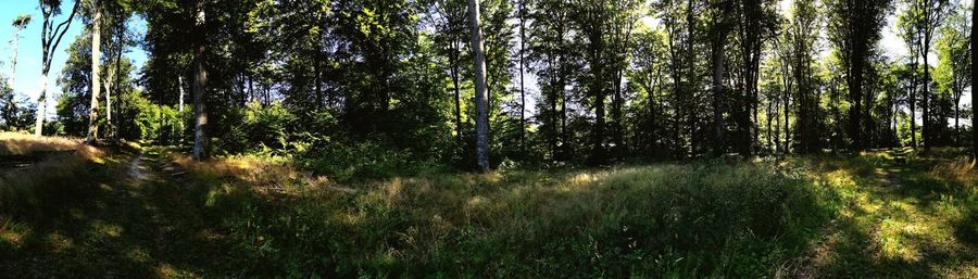 Trees growing in forest