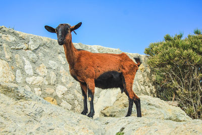 Horse standing on rock