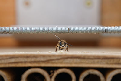 Close-up of spider on wood