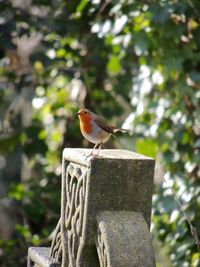 Bird perching on tree trunk