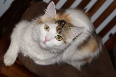High angle portrait of a cat