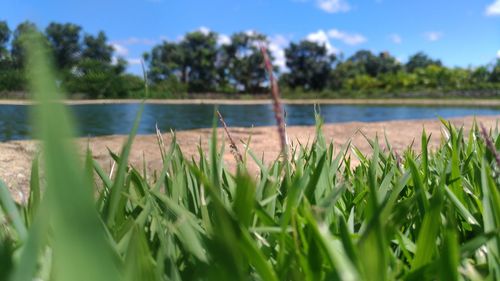 Close-up of plants growing on field against sky