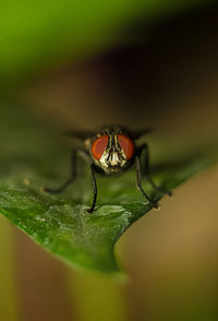 Close-up of insect